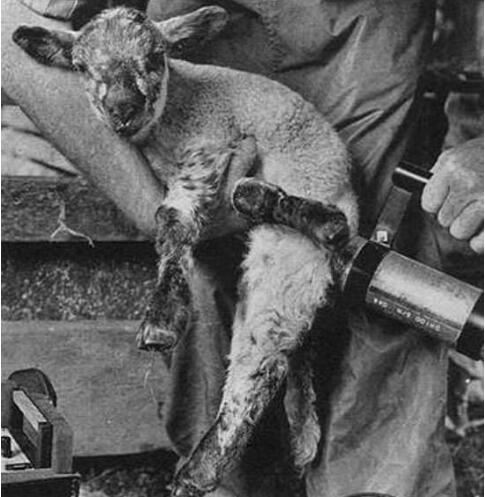 最恐怖的变异切尔诺贝利巨鼠，核辐射后成为巨大食人鼠