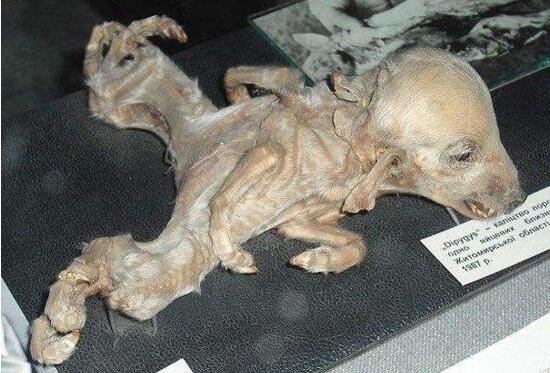 最恐怖的变异切尔诺贝利巨鼠，核辐射后成为巨大食人鼠