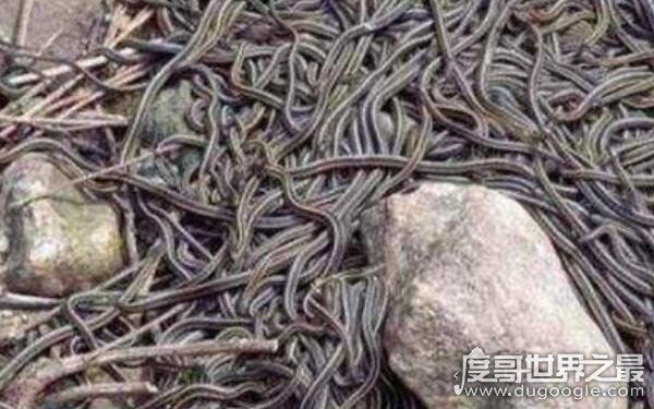 中国八三年蛇灾什么原因,导致群蛇聚集(发大洪水所致)