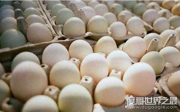 世界上最大的鸡蛋有多大，长7.7厘米重320克（创世界纪录）
