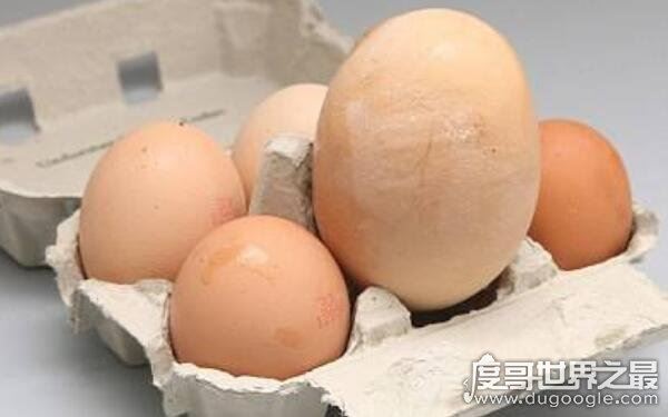 世界上最大的鸡蛋有多大,长7.7厘米重320克(创世界纪录)