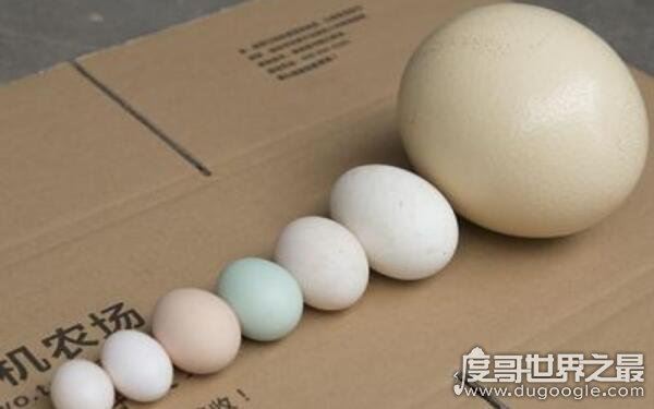 世界上最大的鸡蛋有多大，长7.7厘米重320克（创世界纪录）