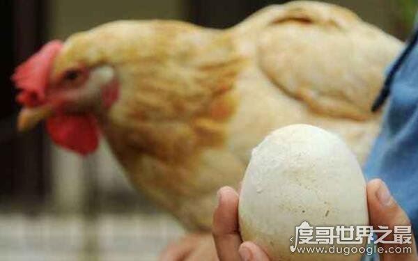 世界上最大的鸡蛋有多大，长7.7厘米重320克（创世界纪录）
