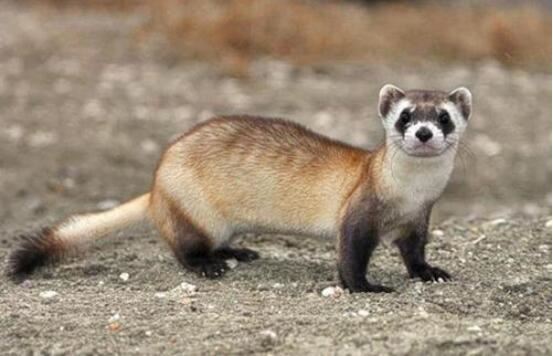 濒危动物有哪些？世界和中国濒危动物盘点(白犀牛仅一头)