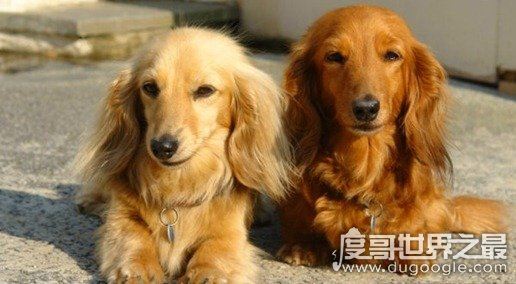 女生最爱的狗狗排行榜TOP10,贵宾犬竟只排第三(第一是柴犬)