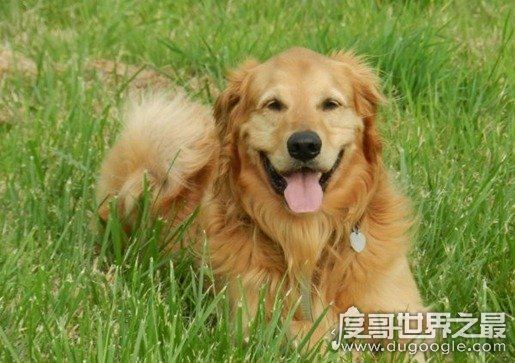 女生最爱的狗狗排行榜TOP10,贵宾犬竟只排第三(第一是柴犬)