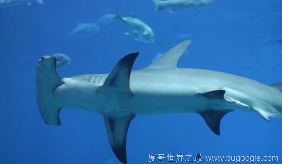 濒危动物有哪些？世界和中国濒危动物盘点(白犀牛仅一头)