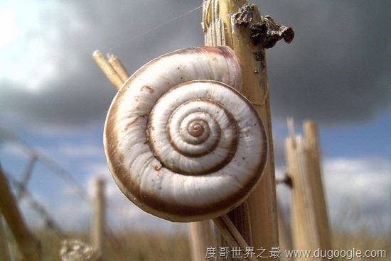 濒危动物有哪些？世界和中国濒危动物盘点(白犀牛仅一头)