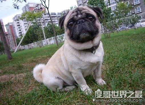 女生最爱的狗狗排行榜TOP10,贵宾犬竟只排第三(第一是柴犬)