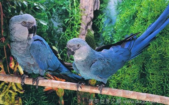 濒危动物有哪些？世界和中国濒危动物盘点(白犀牛仅一头)