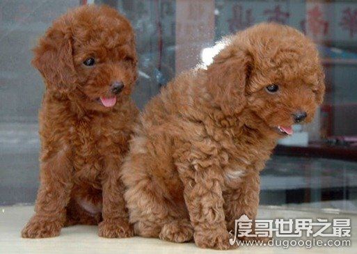 女生最爱的狗狗排行榜TOP10,贵宾犬竟只排第三(第一是柴犬)