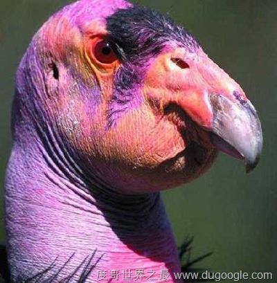 濒危动物有哪些？世界和中国濒危动物盘点(白犀牛仅一头)