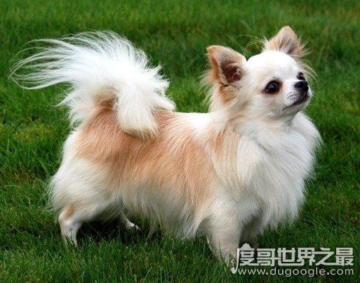 女生最爱的狗狗排行榜TOP10，贵宾犬竟只排第三(第一是柴犬)