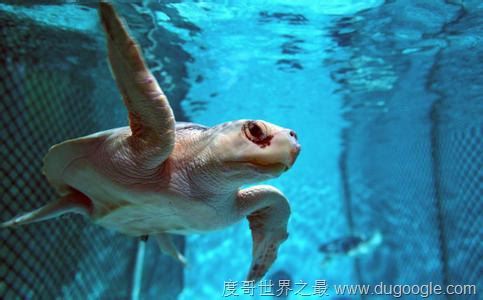 濒危动物有哪些?世界和中国濒危动物盘点(白犀牛仅一头)