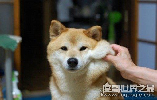 女生最爱的狗狗排行榜TOP10,贵宾犬竟只排第三(第一是柴犬)