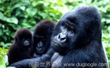 濒危动物有哪些？世界和中国濒危动物盘点(白犀牛仅一头)