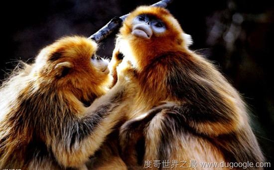 濒危动物有哪些？世界和中国濒危动物盘点(白犀牛仅一头)