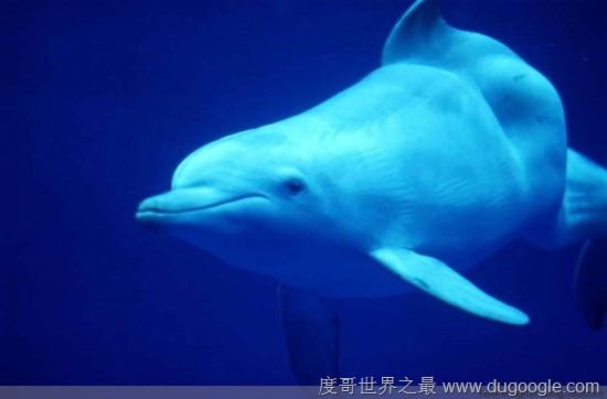 濒危动物有哪些?世界和中国濒危动物盘点(白犀牛仅一头)