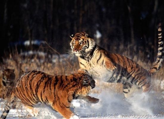 濒危动物有哪些？世界和中国濒危动物盘点(白犀牛仅一头)