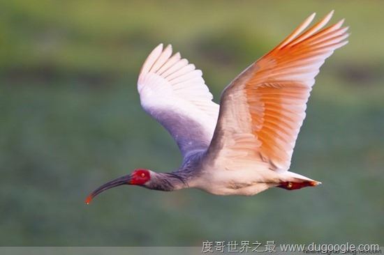 濒危动物有哪些?世界和中国濒危动物盘点(白犀牛仅一头)