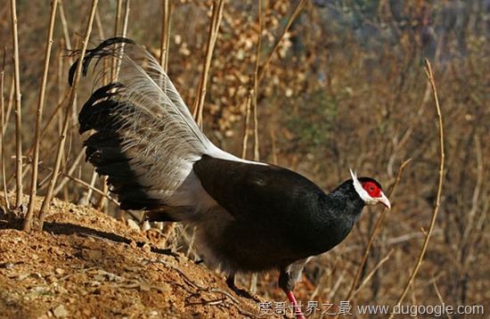濒危动物有哪些？世界和中国濒危动物盘点(白犀牛仅一头)