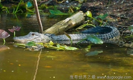 濒危动物有哪些?世界和中国濒危动物盘点(白犀牛仅一头)