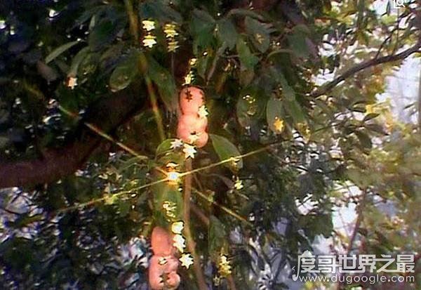 西游记人参果树下藏着什么,每个人参果体内都有一个生灵(图片)