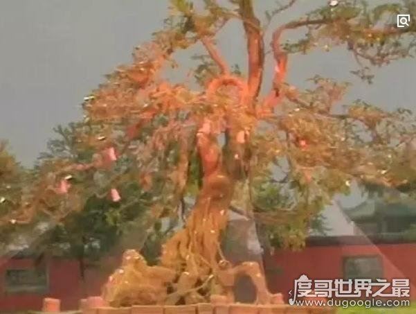 西游记人参果树下藏着什么,每个人参果体内都有一个生灵(图片)