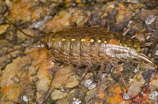 海蟑螂其实不是蟑螂，是一种可以吃的小虫子