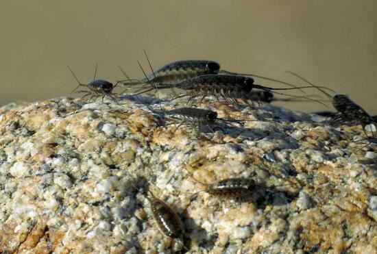 海蟑螂其实不是蟑螂，是一种可以吃的小虫子