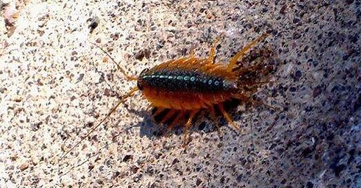 海蟑螂其实不是蟑螂，是一种可以吃的小虫子