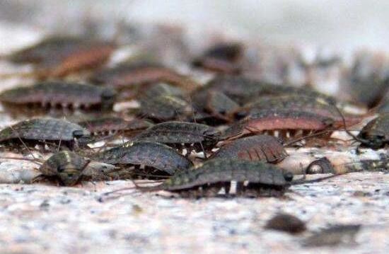 海蟑螂其实不是蟑螂，是一种可以吃的小虫子