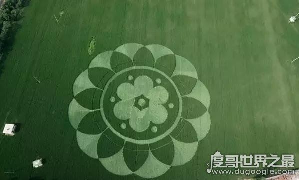 诡异的麦田怪圈之谜,传说是外星人留下的痕迹(英国出现次数最多)