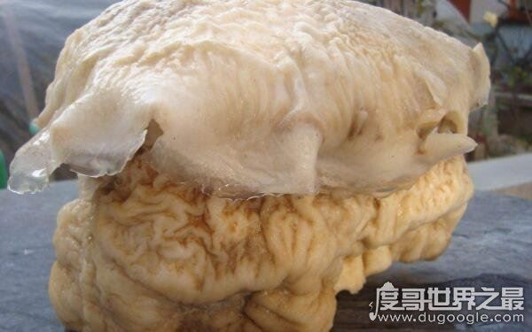 太岁是什么东西，一种叫肉灵芝的生物（可食用补身体）