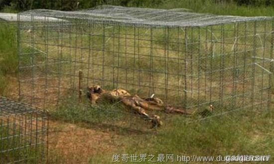 全球十大最恐怖的地方，墨西哥娃娃岛和法国巴黎地下墓穴