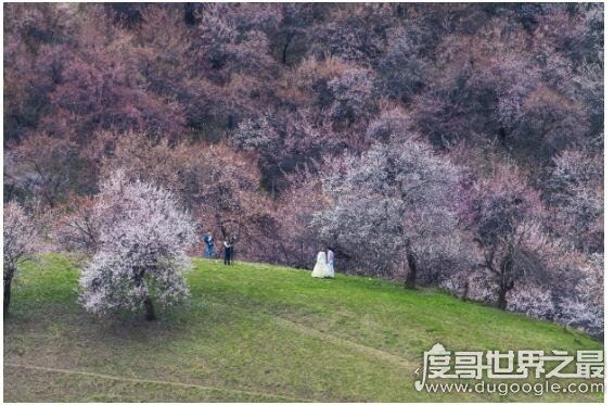 中医杏林妙术是谁提出的,杏林指什么(杏林是中医学界的代称)