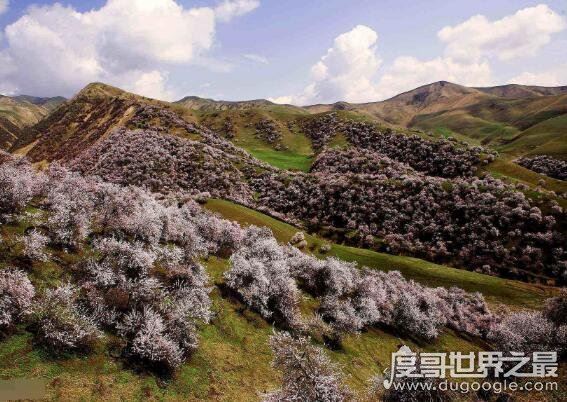 中医杏林妙术是谁提出的,杏林指什么(杏林是中医学界的代称)