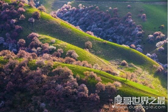 中医杏林妙术是谁提出的，杏林指什么(杏林是中医学界的代称)