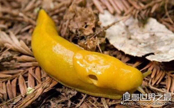 世界上十大最慢的动物，香蕉鼻涕虫每小时仅移动0.2英里（靠肌肉收缩移动）