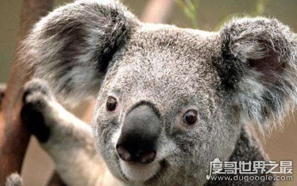 世界上十大最慢的动物，香蕉鼻涕虫每小时仅移动0.2英里（靠肌肉收缩移动）