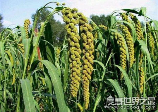 抖音谁他妈买小米什么梗,来源于大爷霸气叫卖(附原版视频)