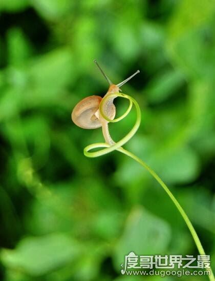 蜗牛有多少颗牙齿，总共25600颗(乃世界上牙齿最多的动物)