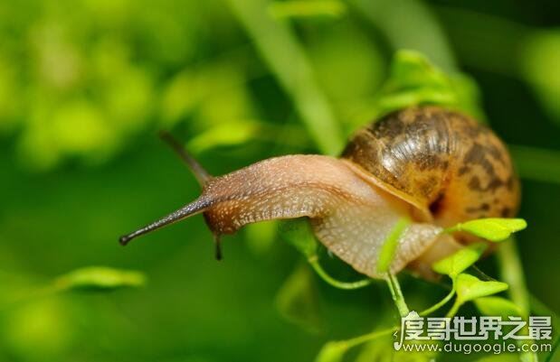 蜗牛有多少颗牙齿，总共25600颗(乃世界上牙齿最多的动物)