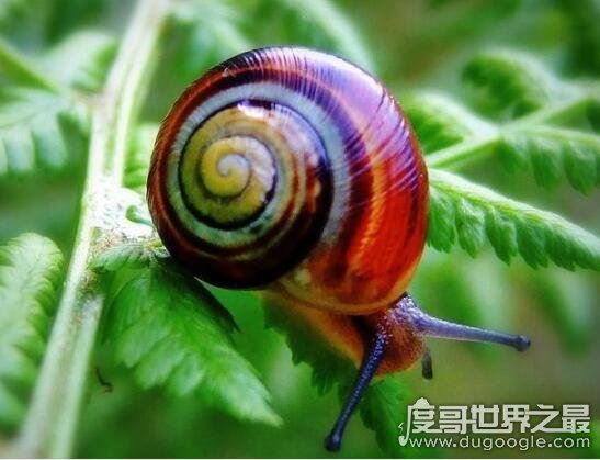 蜗牛有多少颗牙齿，总共25600颗(乃世界上牙齿最多的动物)