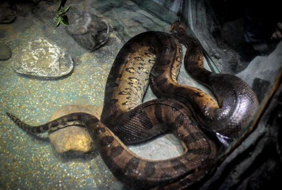 远古巨蛇排行榜，沃那比蛇凶狠残暴排第一(已灭绝)