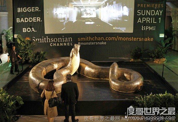 远古巨蛇排行榜，沃那比蛇凶狠残暴排第一(已灭绝)