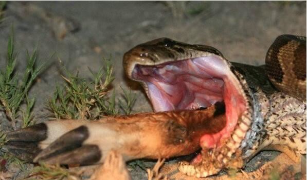 远古巨蛇排行榜，沃那比蛇凶狠残暴排第一(已灭绝)