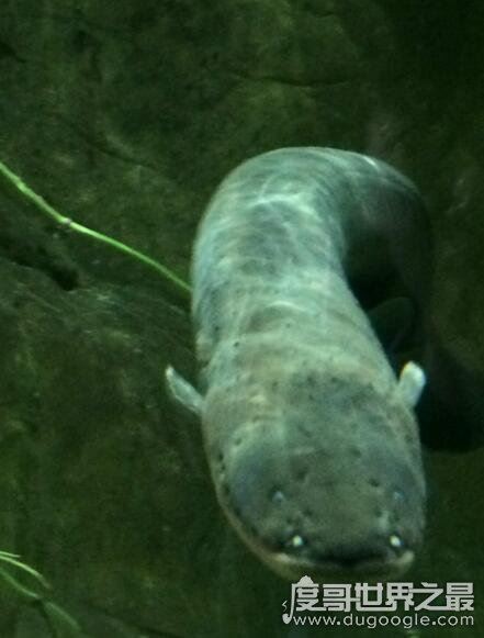 电鳗能电死人吗？800伏电压能将人电晕(电死要看电流强弱)