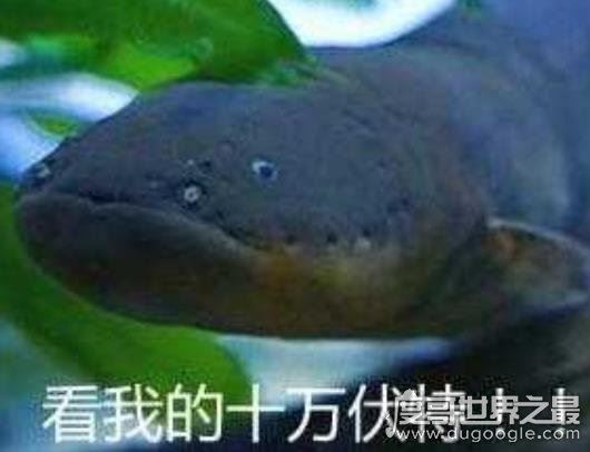 电鳗能电死人吗?800伏电压能将人电晕(电死要看电流强弱)