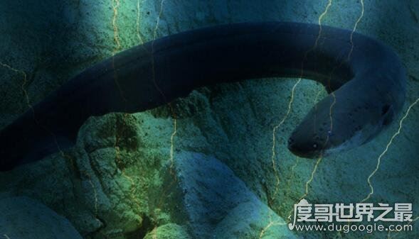 电鳗能电死人吗？800伏电压能将人电晕(电死要看电流强弱)